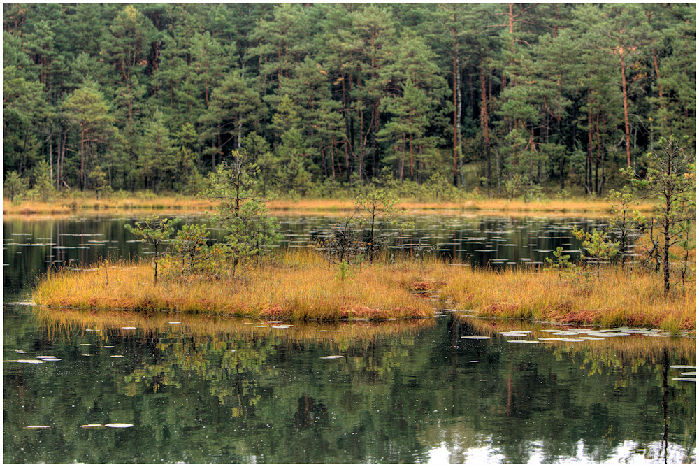 schwimmende Torfmoorinseln