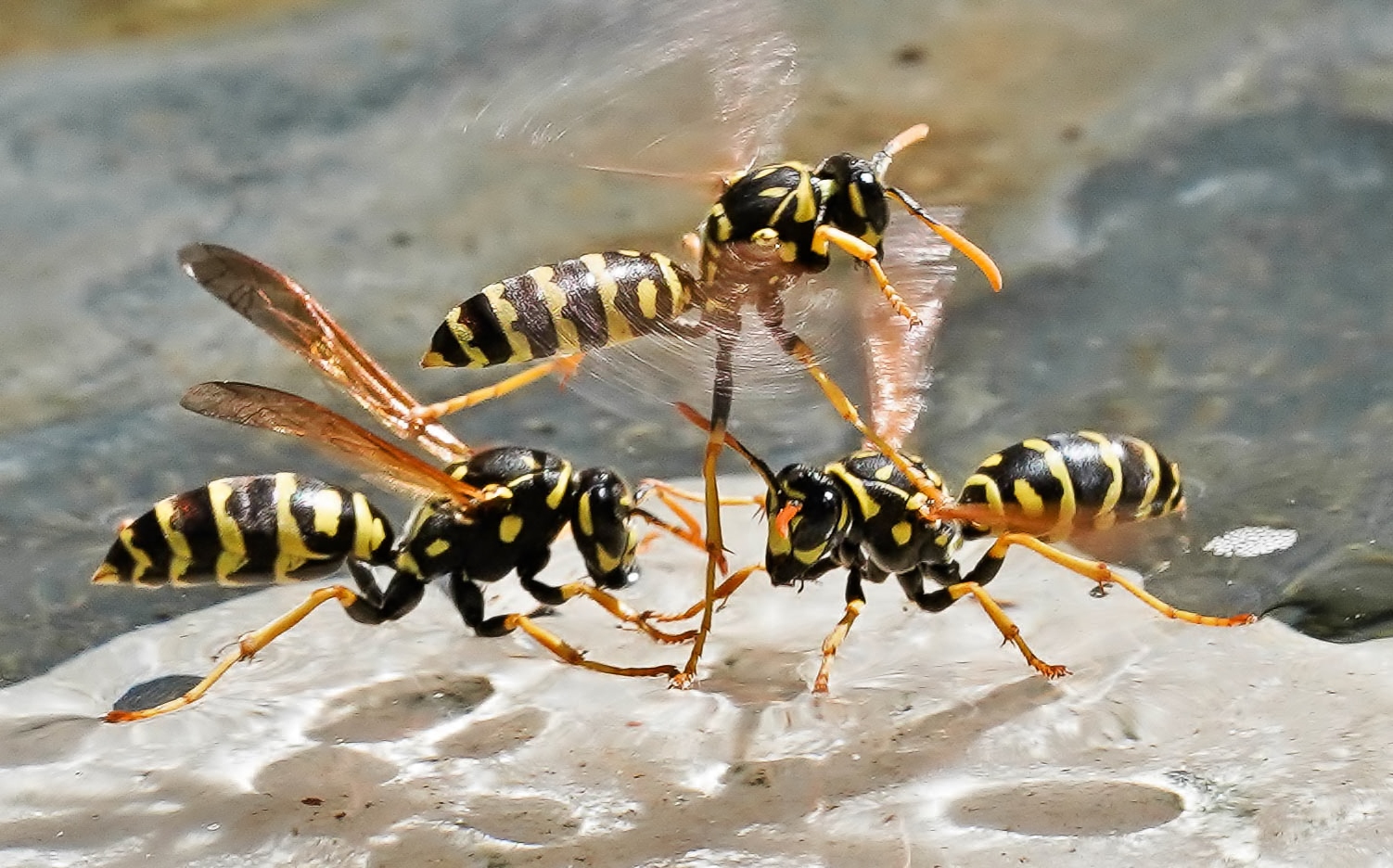 Schwimmende Wespen im Gartenteich