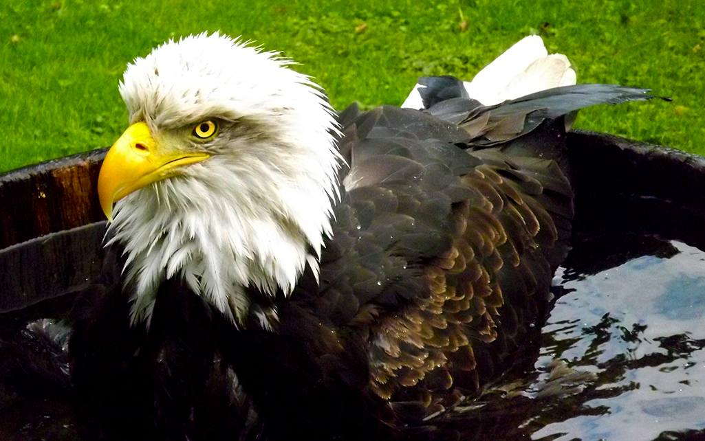 schwimmender Adler