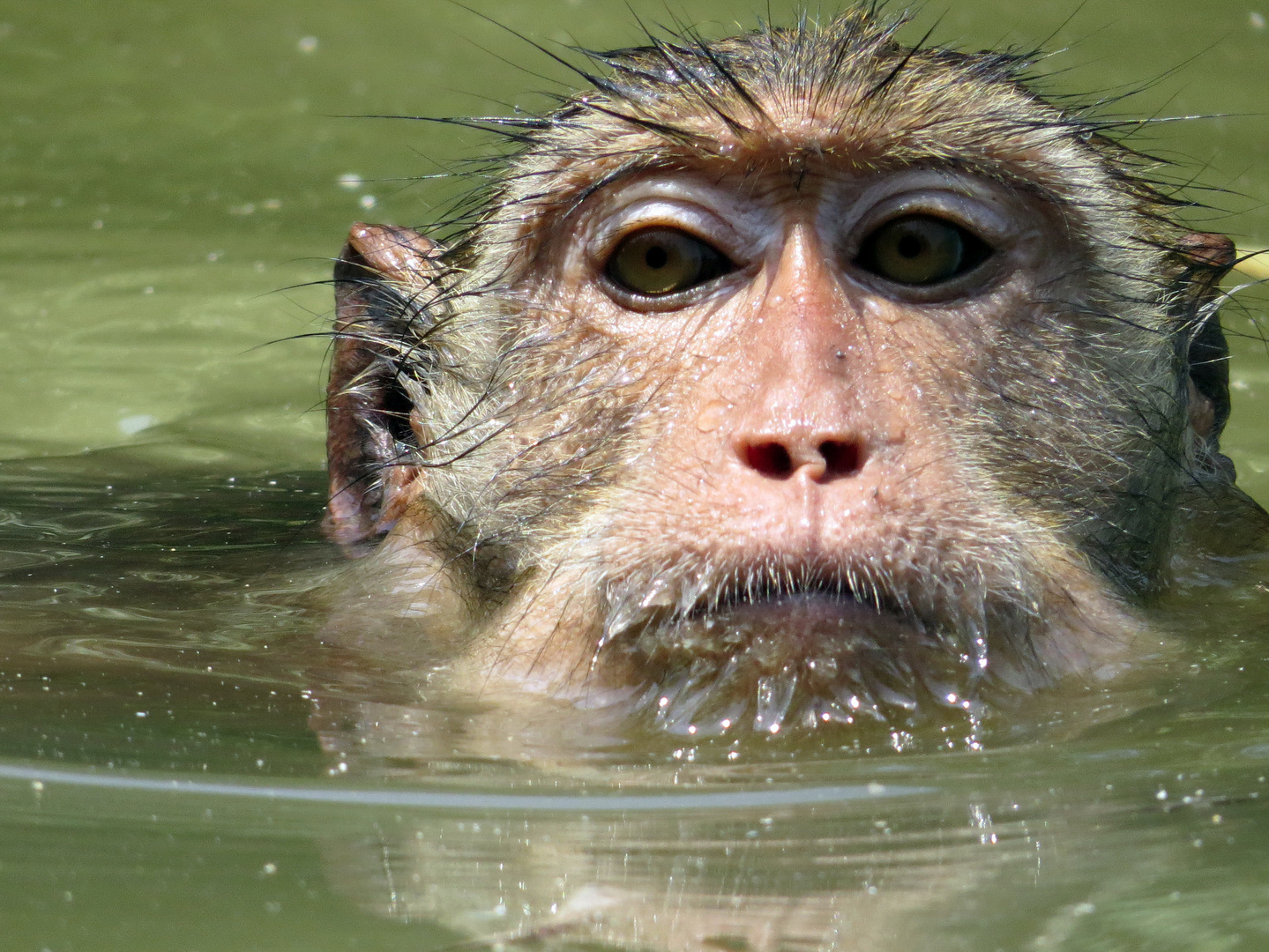 schwimmender Affe in Thailand