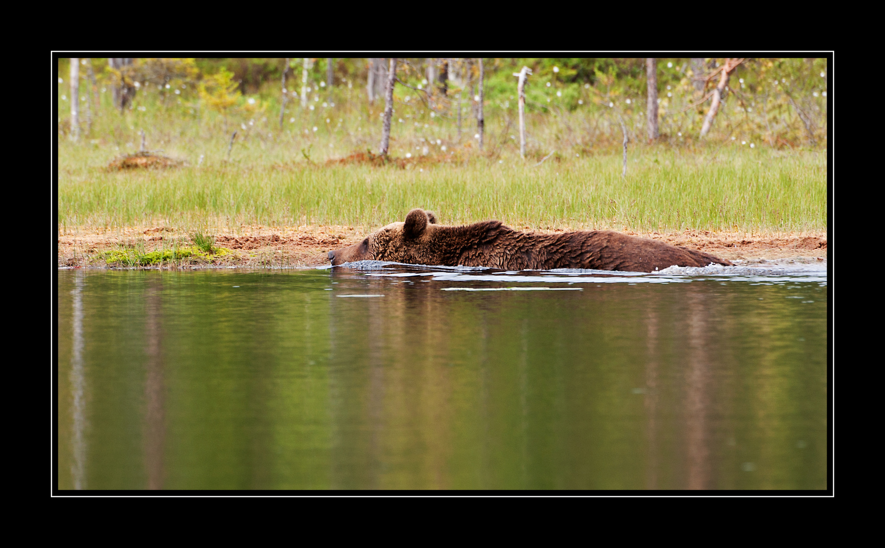 Schwimmender Bär