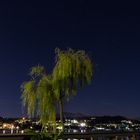 Schwimmender Baum in der Nacht II