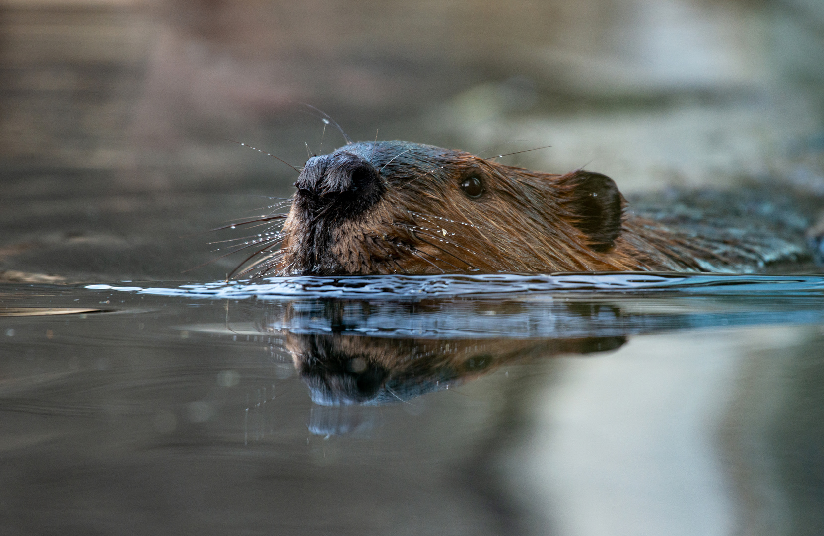 Schwimmender Biber