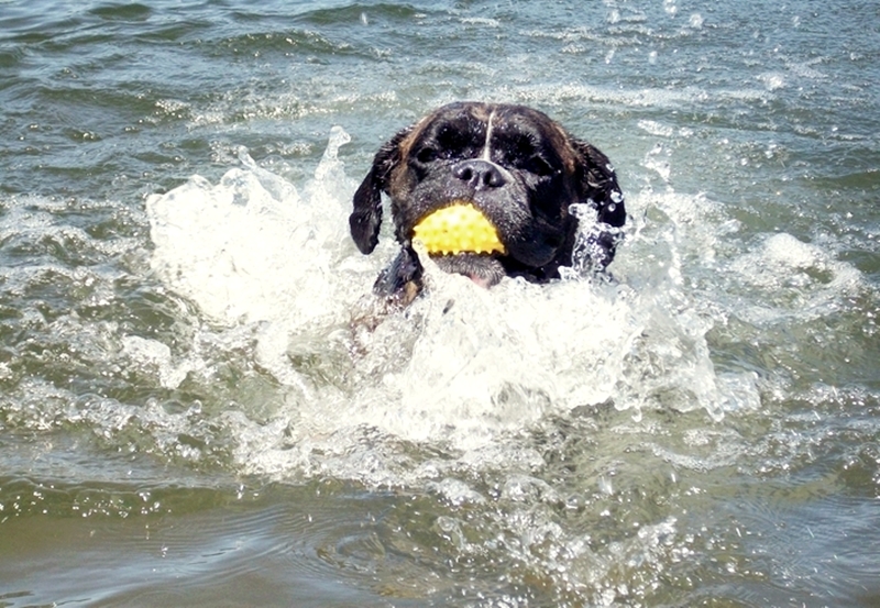 schwimmender Boxer