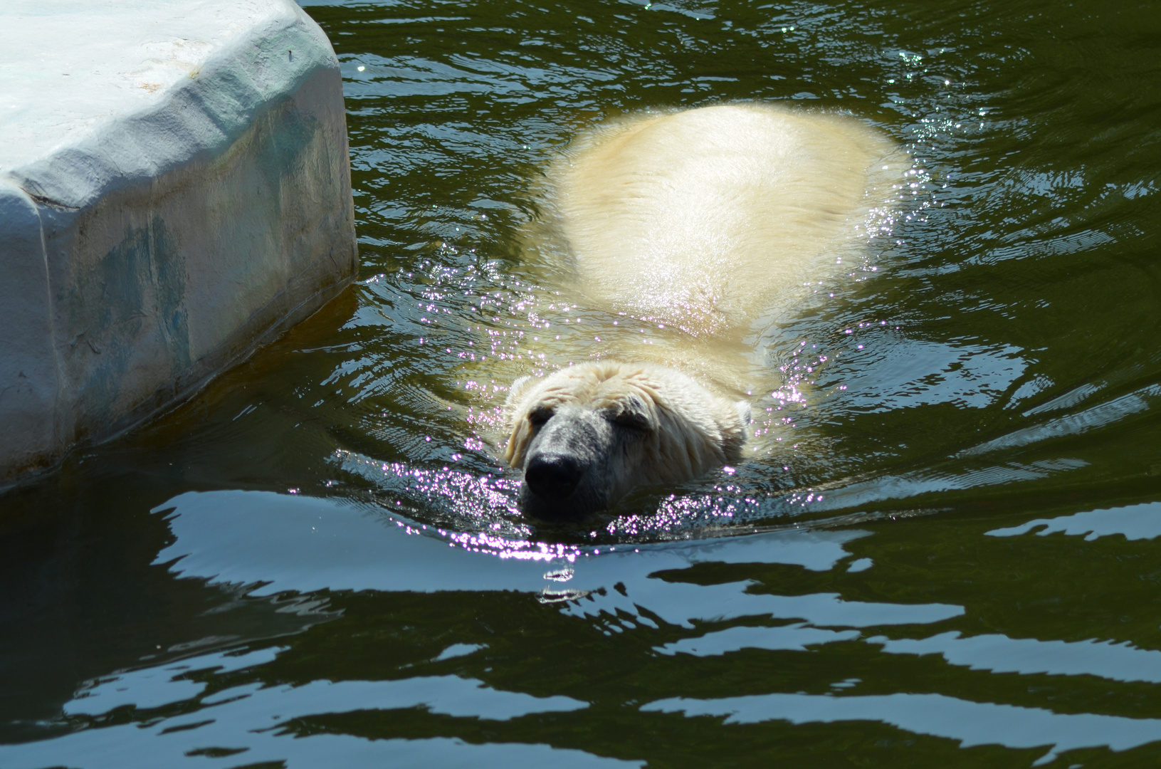 schwimmender Eisbär