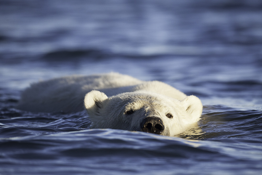 Schwimmender Eisbär