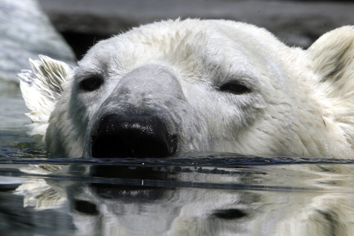 schwimmender Eisbär