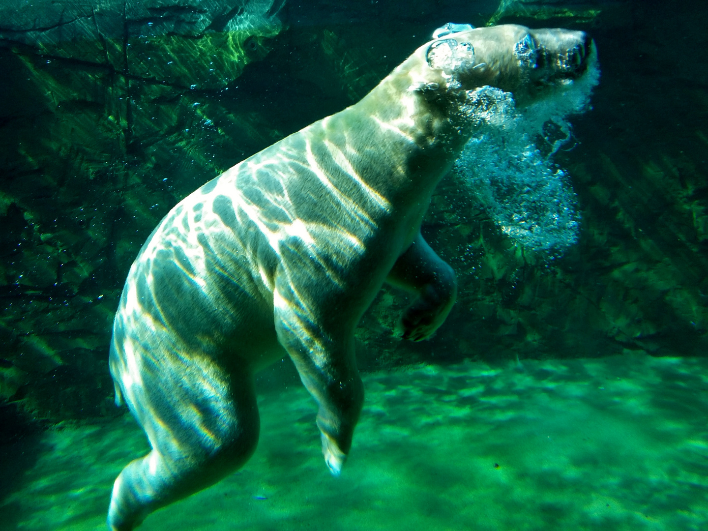 Schwimmender Eisbär