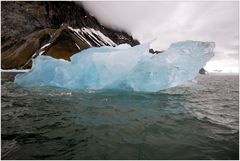 Schwimmender Eisbär