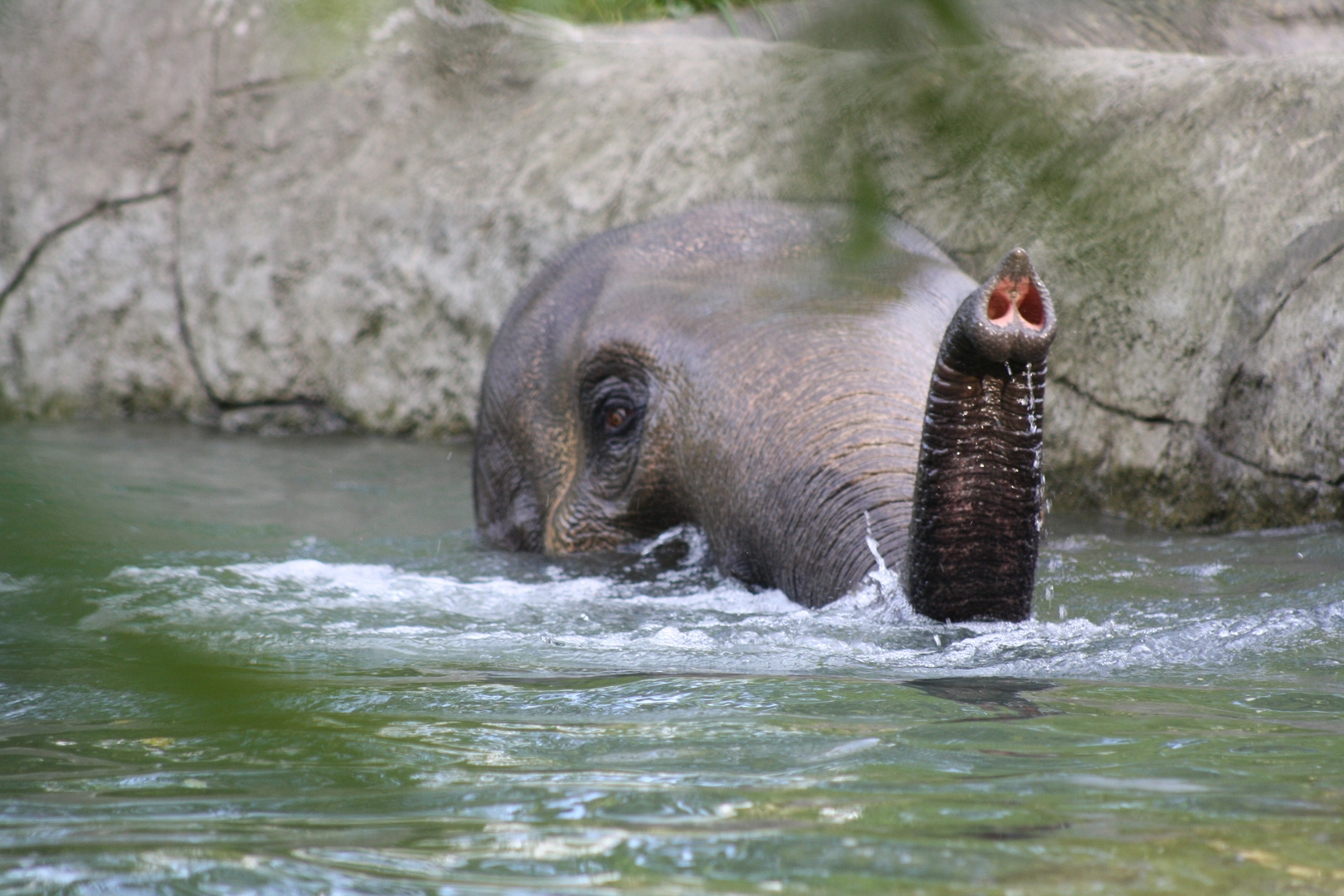 Schwimmender Elefant