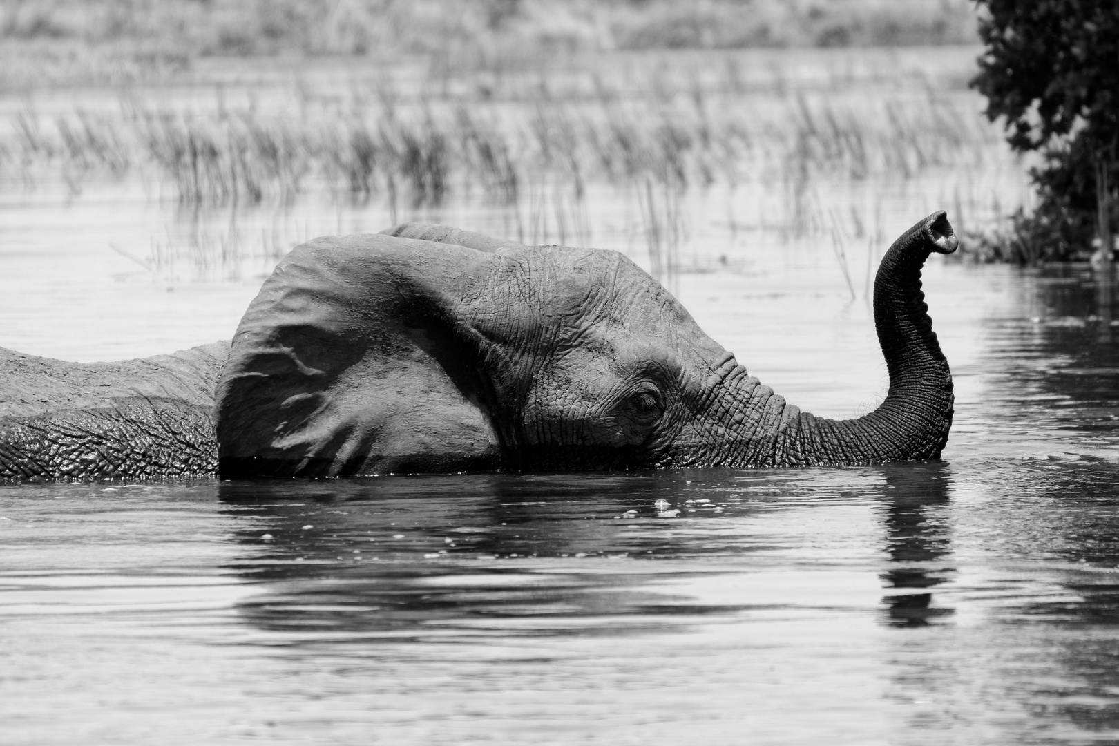 Schwimmender Elefant