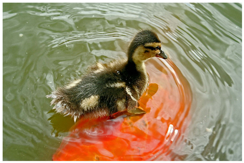 Schwimmender Entenparkplatz