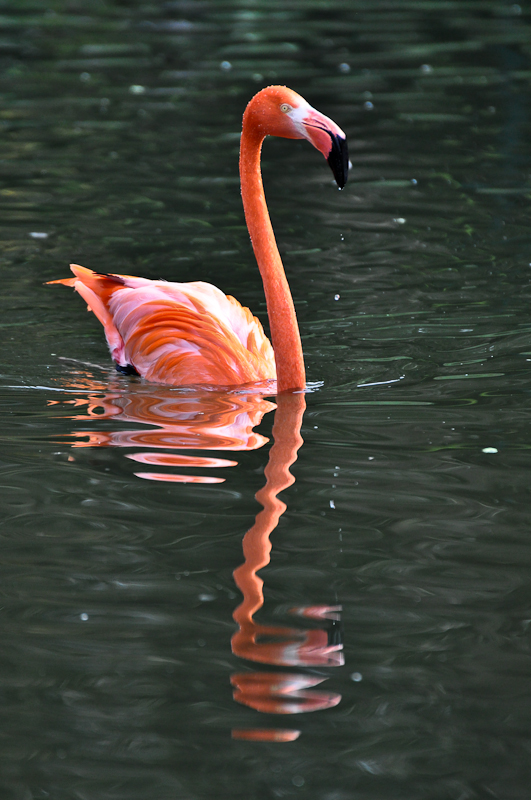 schwimmender Flamingo