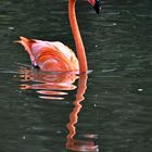 schwimmender Flamingo