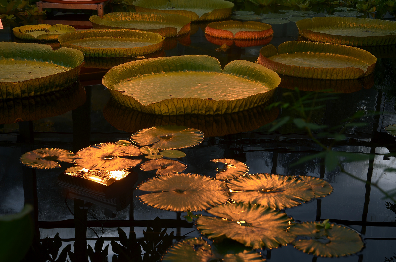 Schwimmender Garten