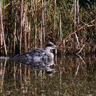 schwimmender Graureiher am Uferbereich