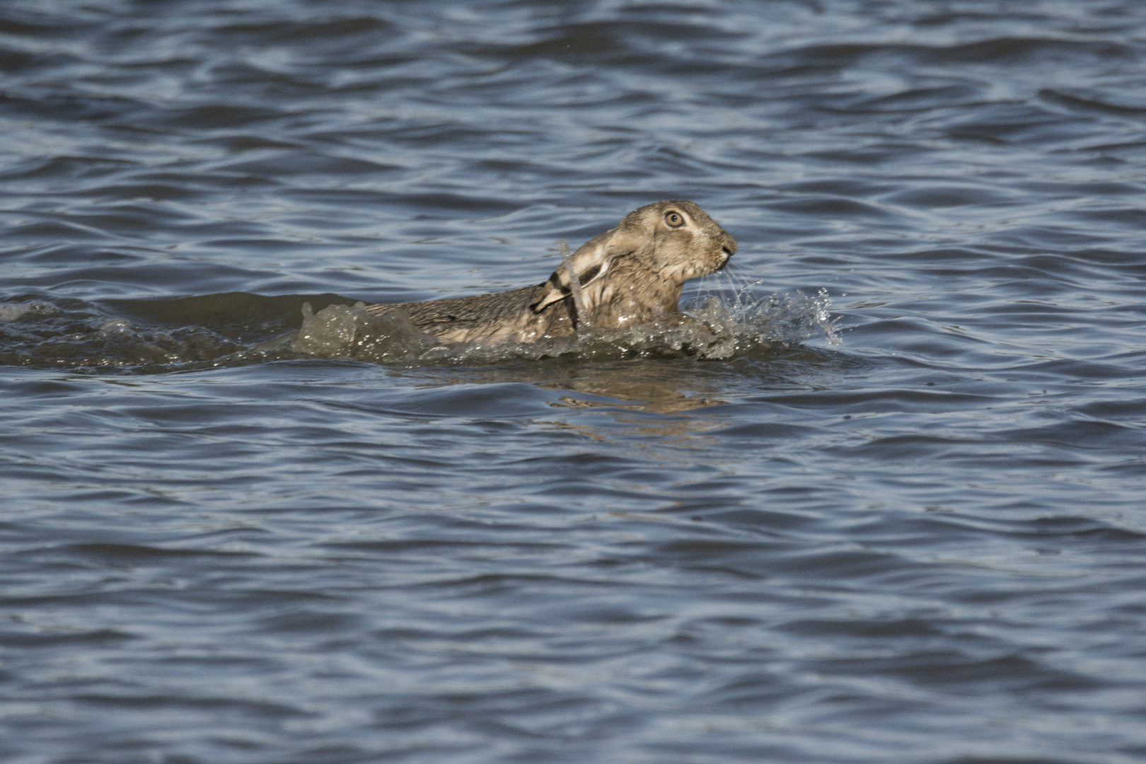 schwimmender Hase