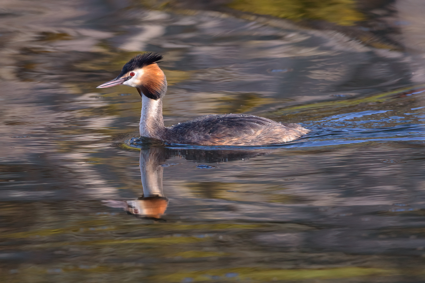 Schwimmender Haubentaucher in der warmen Nachmittagssonne