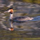 Schwimmender Haubentaucher in der warmen Nachmittagssonne