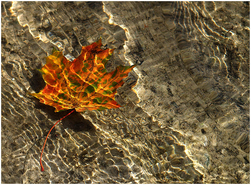 Schwimmender Herbst