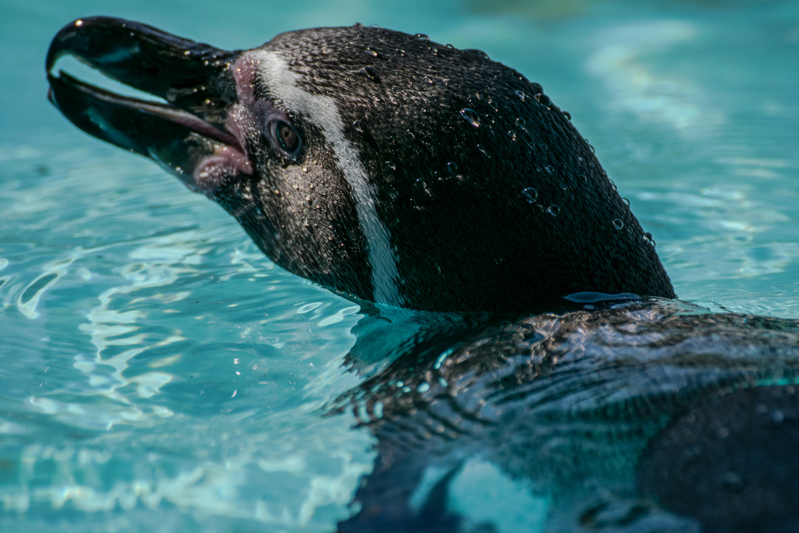 schwimmender Humboldtpinguin