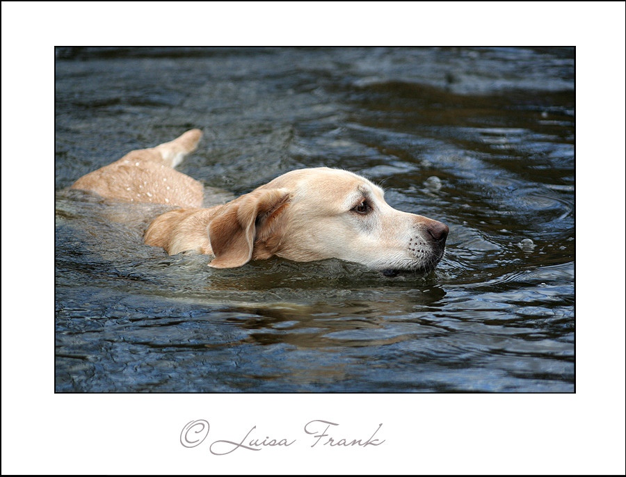 Schwimmender Hund