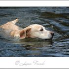 Schwimmender Hund