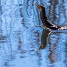 Schwimmender Kormoran