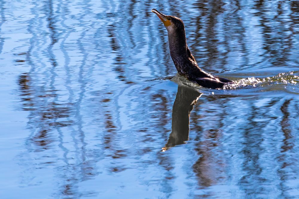 Schwimmender Kormoran