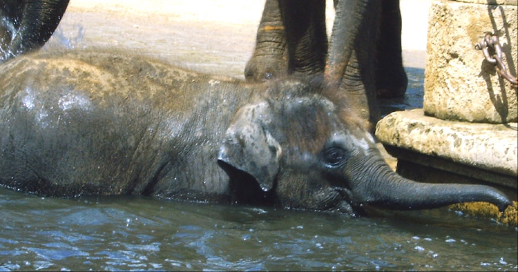 Schwimmender Mini-fant ;-)