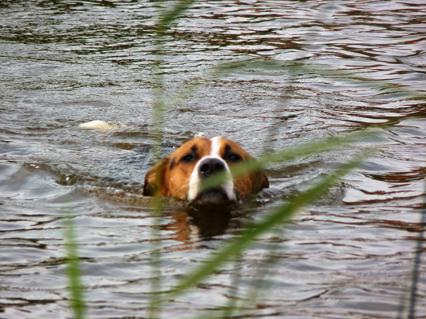 Schwimmender Mischlingshund Spike im Teich