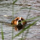 Schwimmender Mischlingshund Spike im Teich