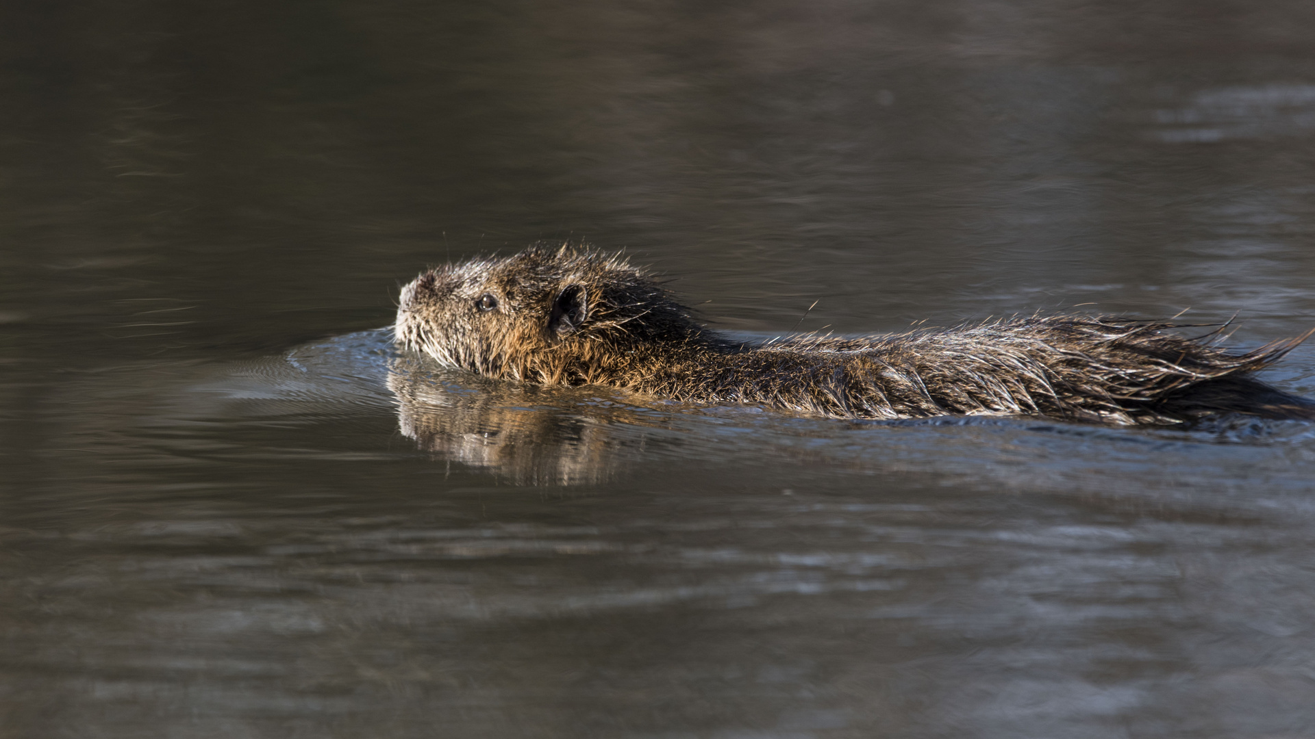 schwimmender Nutria