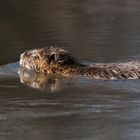 schwimmender Nutria