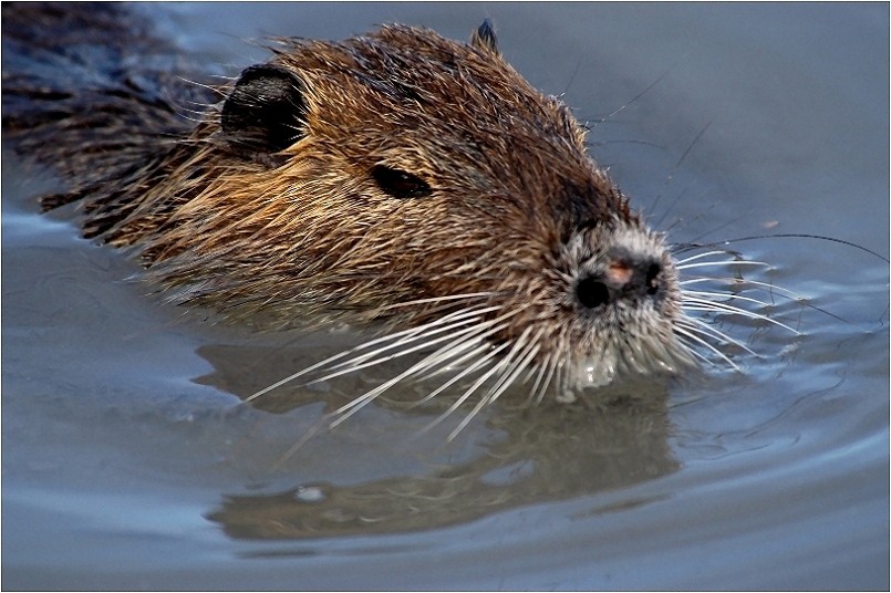 Schwimmender Nutria