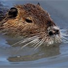 Schwimmender Nutria