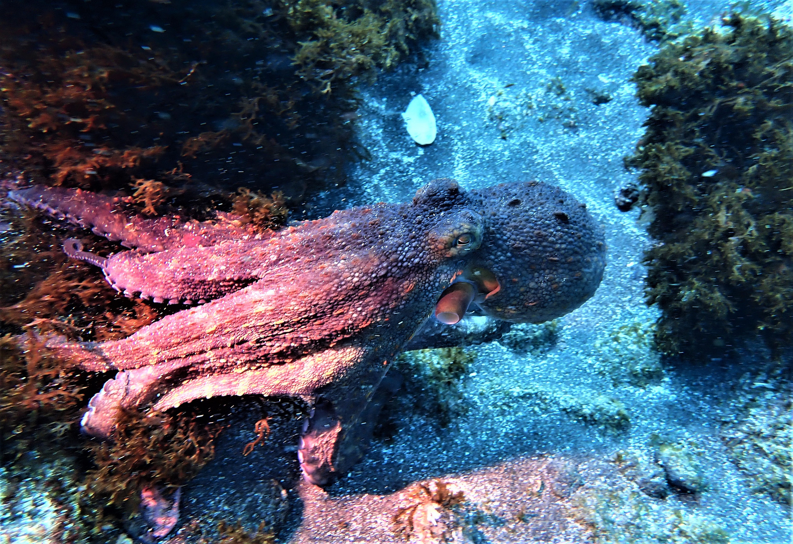 Schwimmender Octopus