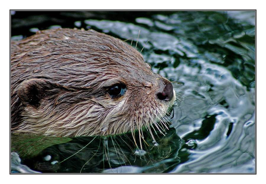 Schwimmender Otter...