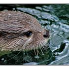 Schwimmender Otter...