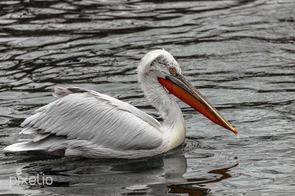 schwimmender Pelikan