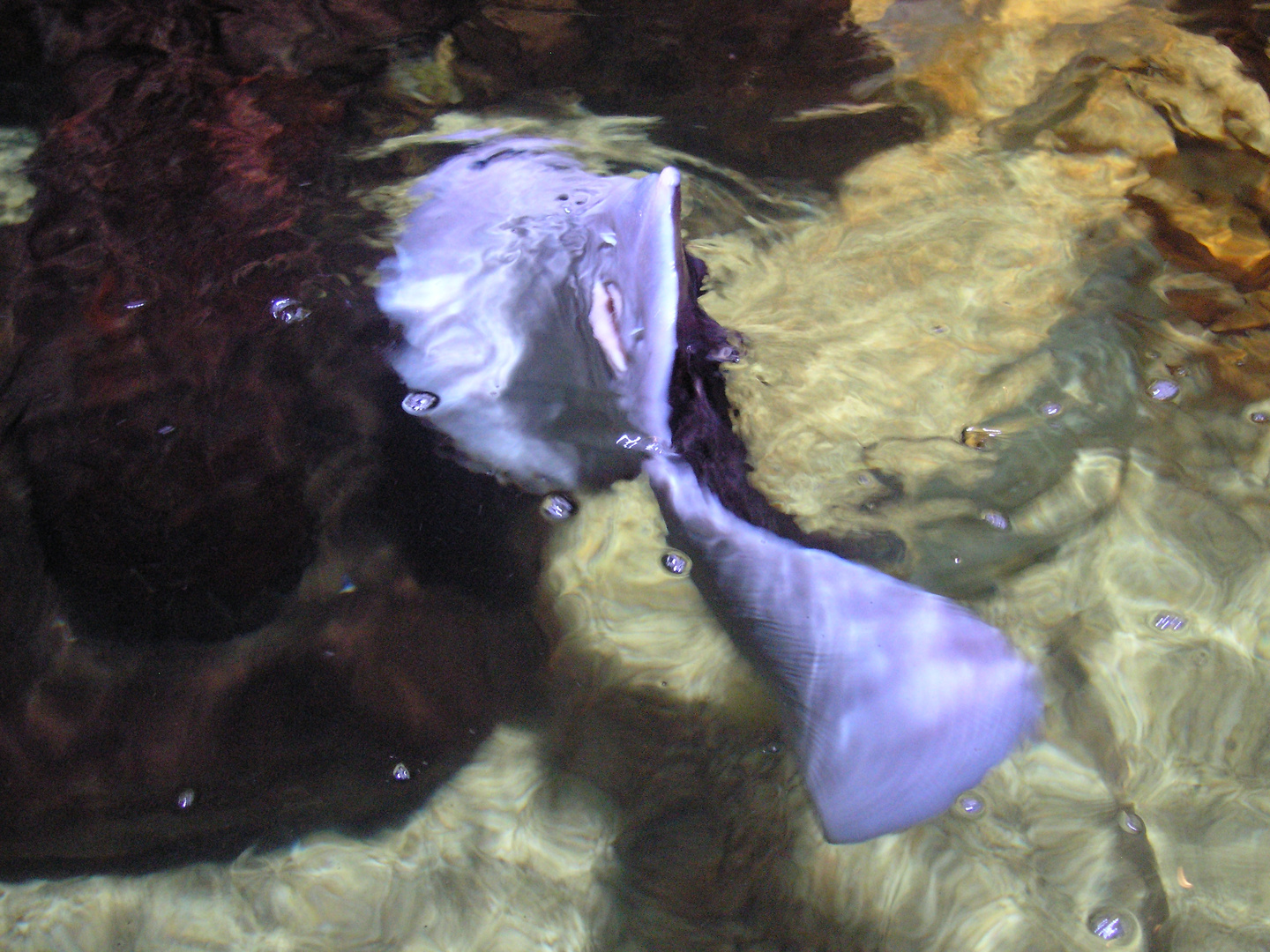 Schwimmender Rochen verschwommen