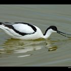 Schwimmender Säbelschnäbler • Insel Texel, Nord-Holland, Niederlande (21-21373)