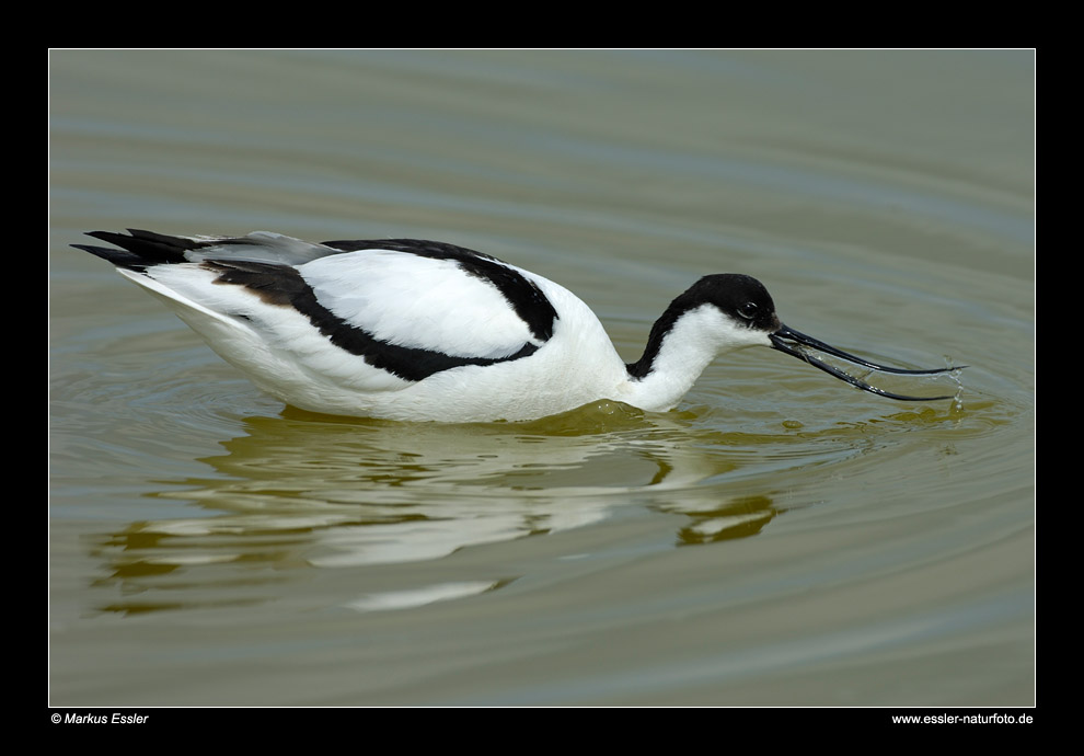 Schwimmender Säbelschnäbler • Insel Texel, Nord-Holland, Niederlande (21-21373)