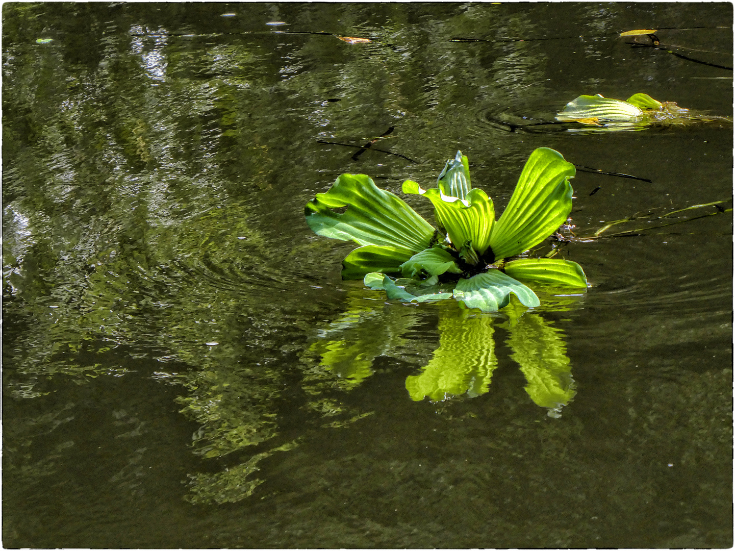 SCHWIMMENDER SALAT....