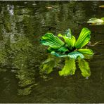 SCHWIMMENDER SALAT....