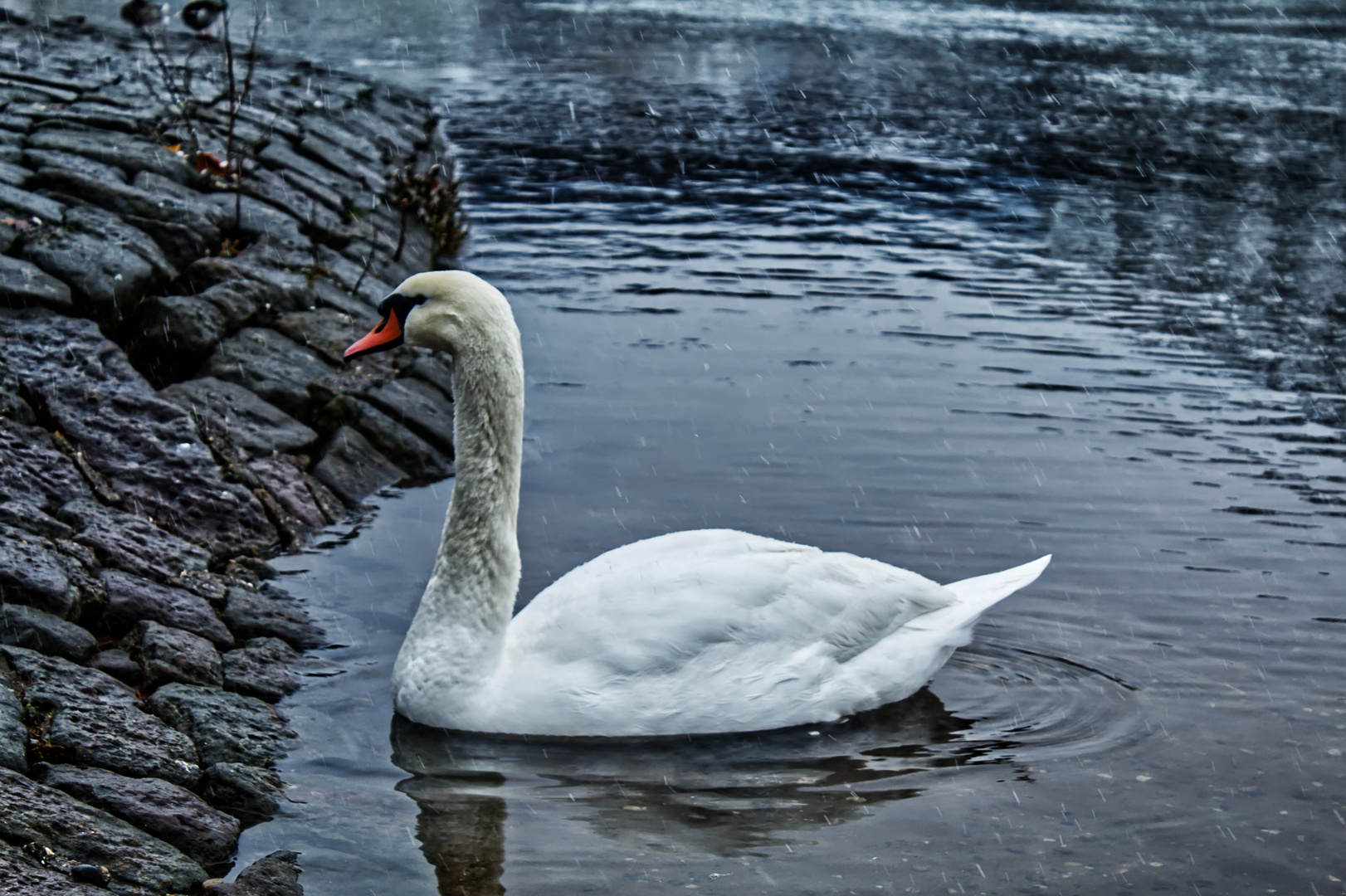 schwimmender Schwan