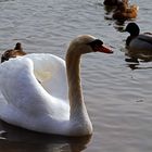 Schwimmender Schwan