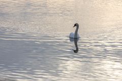 Schwimmender Schwan