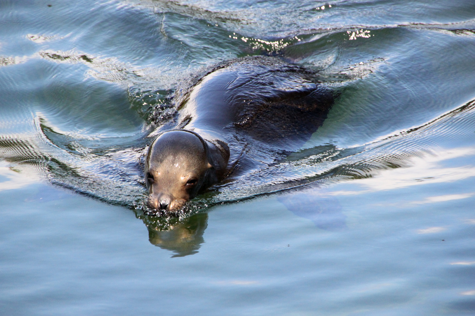 schwimmender Seelöwe