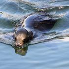 schwimmender Seelöwe